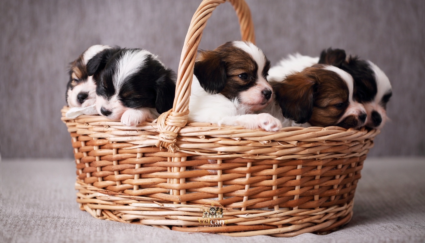 Venta de Cachorros de Raza Pura - Velcan Puppies Colombia